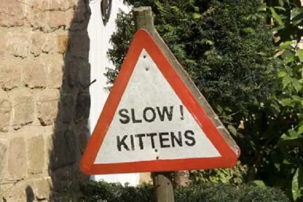 Slow kittens