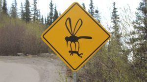 giant mosquito