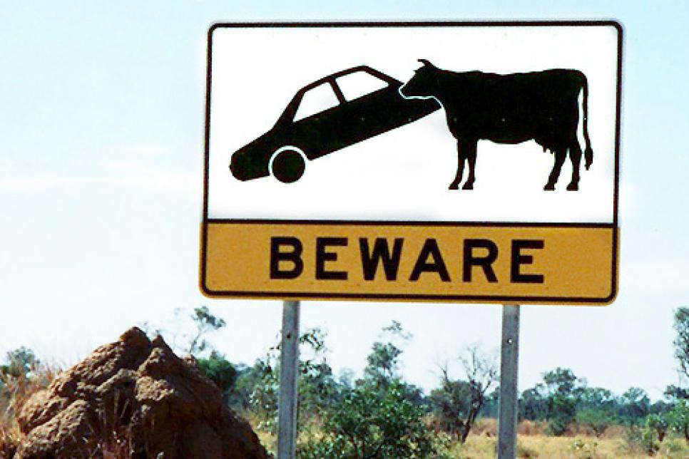 Beware of cows